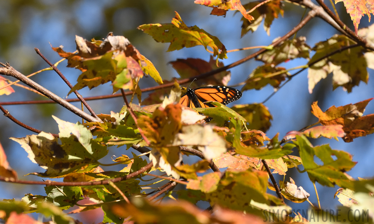 Danaus plexippus plexippus [400 mm, 1/1600 sec at f / 8.0, ISO 1600]